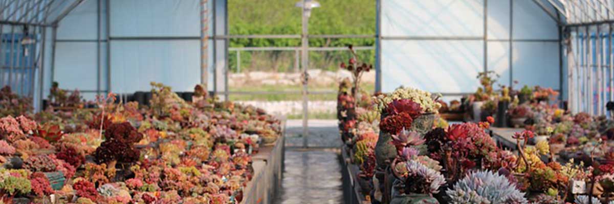 acquista prodotti e accessori per coltivazione amatoriale professionale indoor outdoor giardino calabria