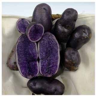 patata bergerac viola ingegnoli