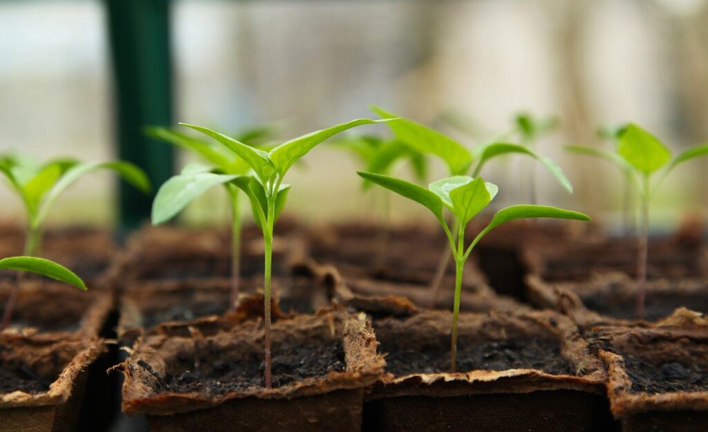 agricoltura semina ortaggi e frutti il giardino di grace